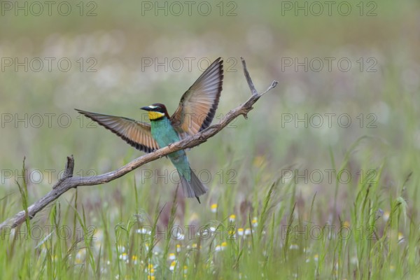 Bee-eater, (Merops apiaster), individual, perch, Tiszaalp-r, Kiskuns-gi National Park, B-cs-Kiskun, Hungary