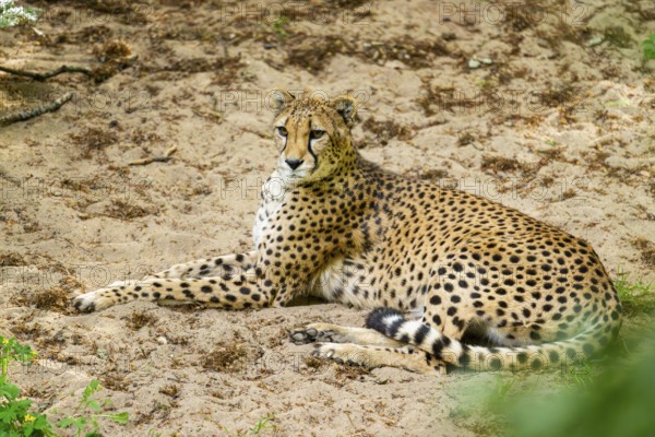 Cheetah (Acinonyx jubatus) lying ion the ground, Germany