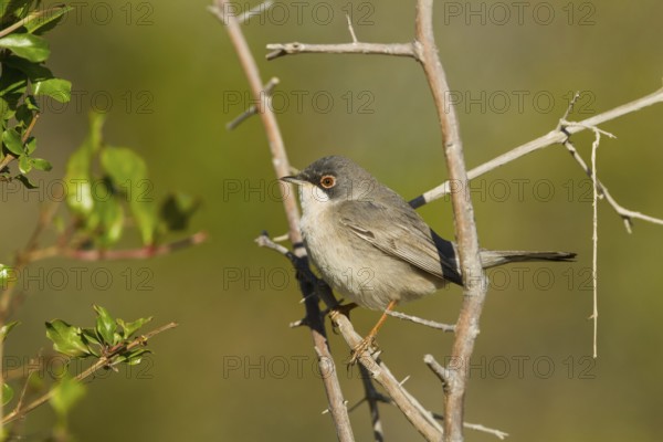 Menetries's Warbler (Sylvia mystacea), Oman