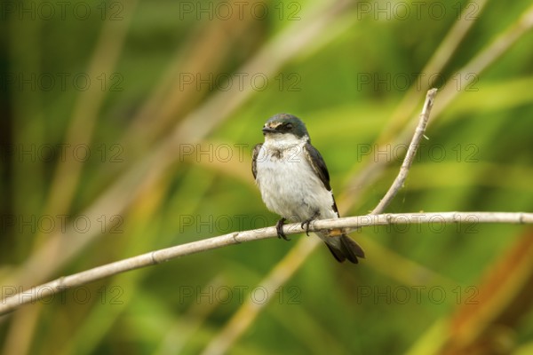 Mangrove Swallow Tachycineta albilinea San Blas, Nayarit, Mexico 6 June Adult in worn plumage. Hirundinidae