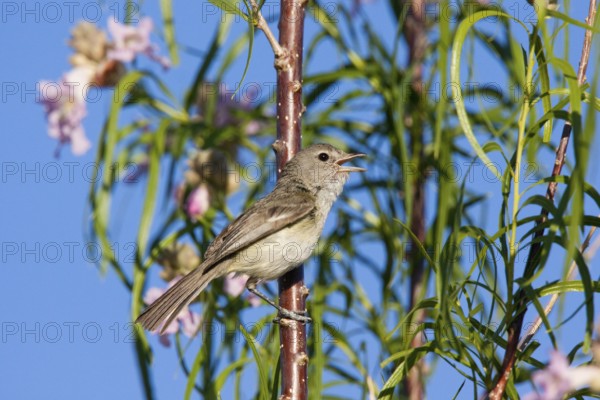 Bell's Vireo Vireo bellii arizonae Tucson, Pima County, Arizona, United States 31 May Adult Male singing. Vireonidae