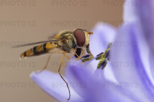 Common hoverfly (Eupeodes corollae) adult insect feeding on a garden blue Agapanthus flower in summer, England, United Kingdom
