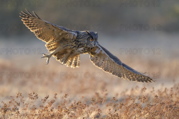Eurasian Eagle-owl (Bubo bubo), in flight over a meadow in the last light, backlight, Swabian Alb biosphere reserve, Baden-Württemberg, Germany