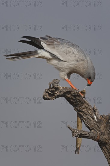 Pale Chanting Goshawk (Melierax canorus), Oshikoto, Namibia