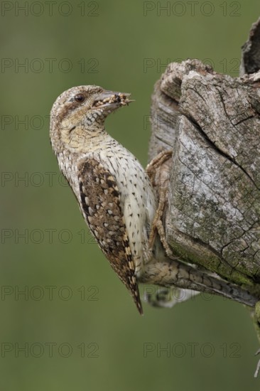 Eurasian Wryneck (Jynx torquilla), Saxony, Germany