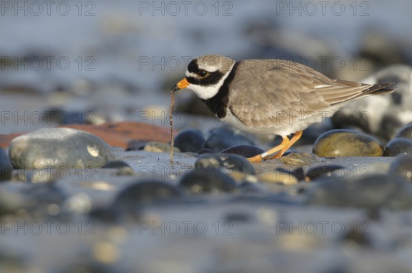 Common Ringed Plover (Charadrius hiaticula), Schleswig-Holstein, Germany