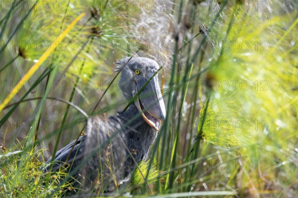 Shoebill (Balaeniceps rex), juvenile between papyrus in the swamps of Mabamba, Lake Victoria, Uganda