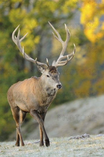 A magnificent stag with large antlers in autumn forest, red deer (Cervus elaphus), Bavaria
