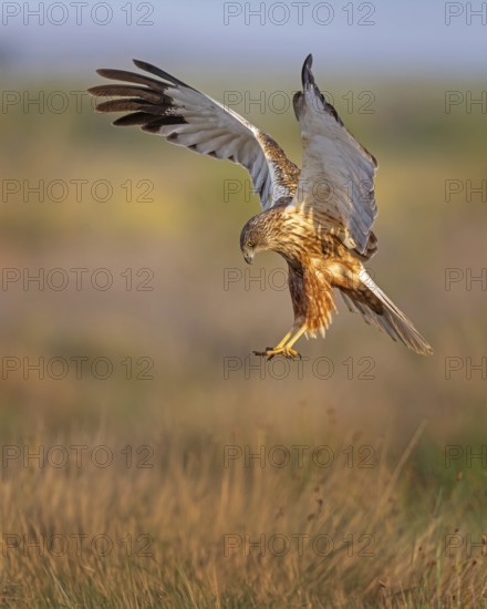 Western Marsh Harrier (Circus aeruginosus) male flying, Spain