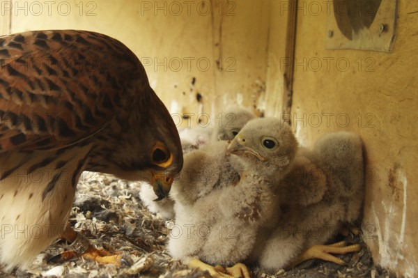Common Kestrel (Falco tinnunculus) chick, Lower Saxony, Germany