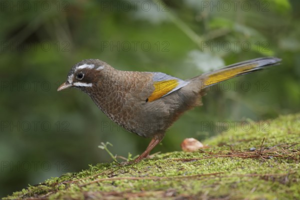 White-whiskered Laughingthrush (Trochalopteron morrisonianum) perched on the ground, Taiwan