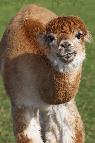 Alpaca (Vicugna pacos), Germany