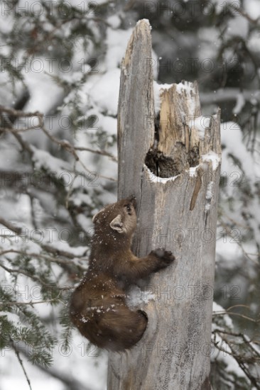 American Marten (Martes americana) climbing in tree, Yellowstone National Park, USA