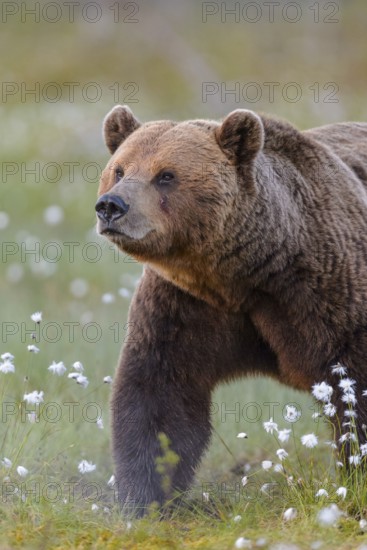 Eurasian Brown Bear (Ursus arctos) male, close-up in white cottongrass, Finland
