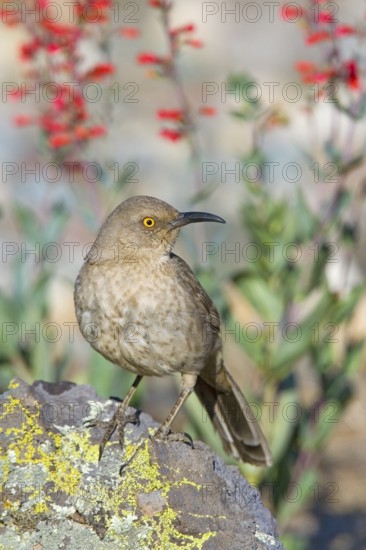 Curve-billed Thrasher Toxostoma curvirostre Tucson, Pima County, ARIZONA, United States 14 March Adult Mimidae