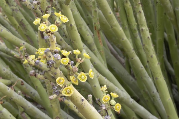 Euphorbia dregeana, milkweed, blooming, flowers, Karoo Desert Botanic Garden, Worcester, Western Cape, South Africa