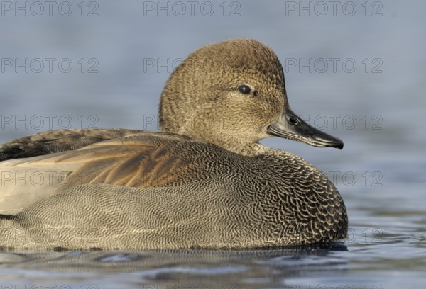 Gadwall (Mareca strepera) male, British Columbia, Canada