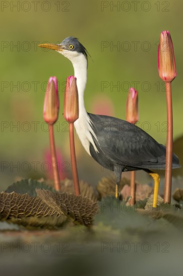 Pied Heron (Egretta picata) in a wetland area in Papua New Guinea