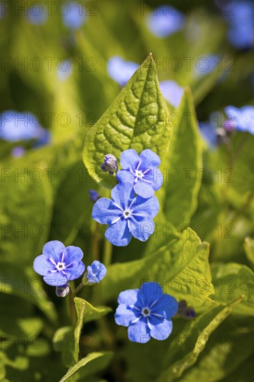 Gedenkemein (Omphalodes verna) in flower, Saxony, Germany