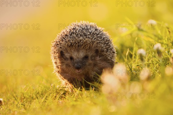 Brown-breasted hedgehog or Western European hedgehog (Erinaceus europaeus), North Rhine-Westphalia, Germany