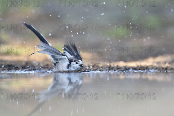 Long-tailed Tit (Aegithalos caudatus) bathing, Netherlands