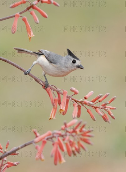 Black-crested Titmouse (Baeolophus atricristatus) perched on a branch, Texas, USA