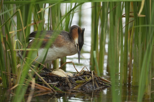 Great crested grebe (Podiceps cristatus) adult bird on a nest with eggs on a lake in summer, England, United Kingdom