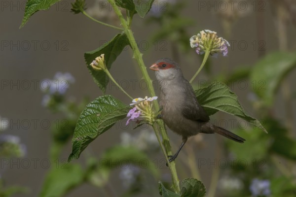 Common Waxbill (Estrilda astrild) perched on a branch, Cape Verde
