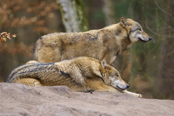 A group of two wolves in a natural environment in the forest, Wolf (Canis Lupus), Germany