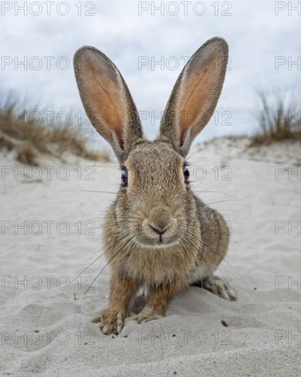 European rabbit (Oryctolagus cuniculus) in sand dune, curious and interested, dune landscape, Baltic Sea, Baltic Sea coast, National Park Vorpommersche Boddenlandschaft, Fischland- Darß- Zingst, Mecklenburg-Vorpommern, Germany