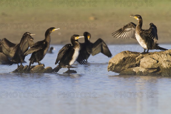 Great Cormorant (Phalacrocorax carbo), Madrid, Spain