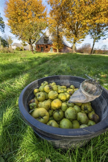 Freshly harvested quinces (Cydonia oblonga) in a barrel with picker, behind the poultry house, Gut Othenstorf, Mecklenburg-Vorpommern, Germany
