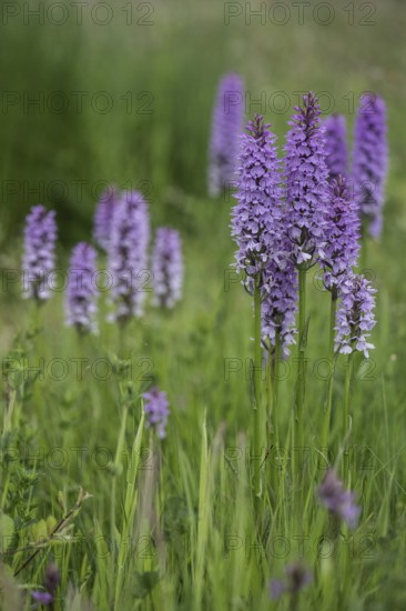Southern marsh orchid (Dactylorhiza praetermissa), Emsland, Lower Saxony, Germany