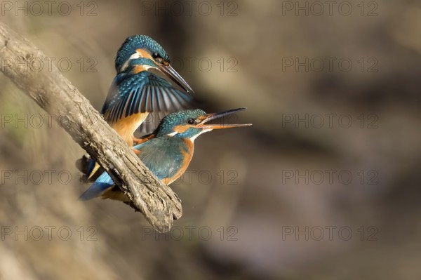Common Kingfisher (Alcedo atthis) pair mating, Saxony-Anhalt, Germany