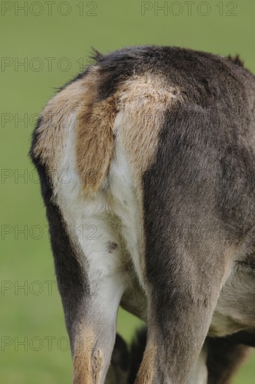 Close-up of the hindquarters of a deer with fine fur, red deer (Cervus elaphus), Bavaria