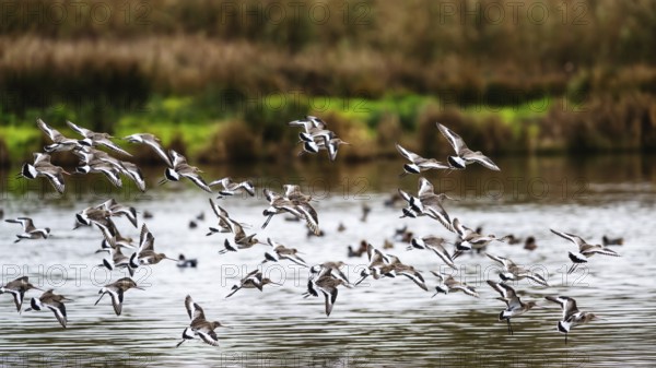 Black-tailed Godwits, Limosa limosa, birds in flight over marshes, Devon, England, United Kingdom