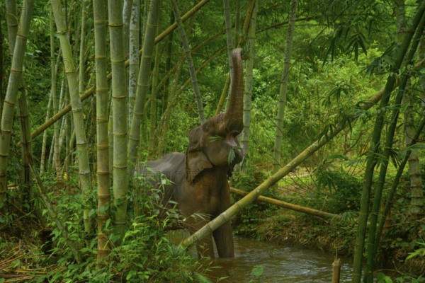 An Asian elephant enjoys a bamboo meal in Thailand's lush forest. Its trunk reaches high among tall green stalks, capturing the beauty of wildlife in a tropical paradise