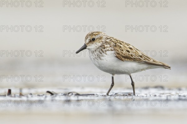 Semipalmated Sandpiper (Calidris pusilla) feeding along a river in Nome, Alaska