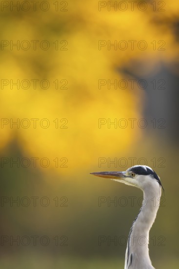 Grey heron (Ardea cinerea), animal portrait, evening light, autumn, Rosensteinpark, Stuttgart, Baden-Württemberg, Germany