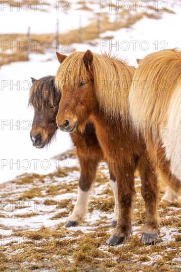 Portrait of a group of brown horses in the cold winter with snow in Iceland, Icelandic horse