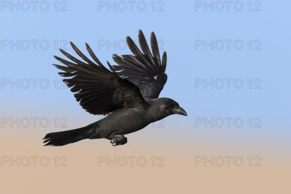 House Crow (Corvus splendens) flying, Eilat, Israel