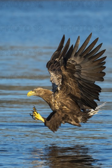 White-tailed Eagle (Haliaeetus albicilla) hunting, Norway