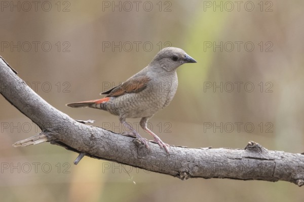 Red-winged Pytilia (Pytilia phoenicoptera) juvenile perched on a branch, Gambia