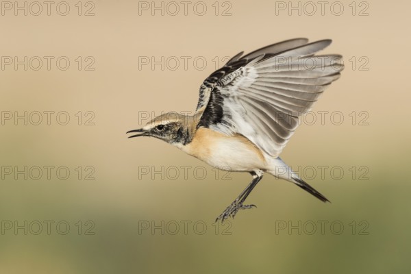 Desert Wheatear (Oenanthe deserti homochroa) Eilat, Israel
