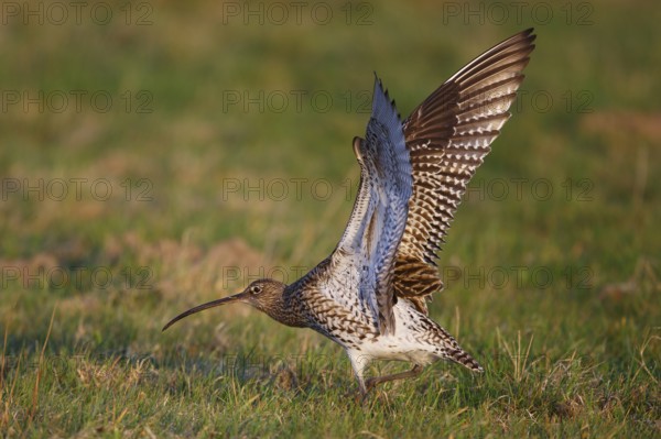 Eurasian Curlew (Numenius arquata) female, North Rhine-Westphalia, Germany