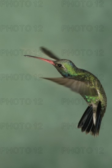 Broad-billed Hummingbird (Cynanthus latirostris), Arizona, USA