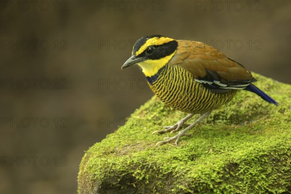 Javan Banded Pitta (Hydrornis guajanus) male perched on mossy stone, East Java, Indonesia
