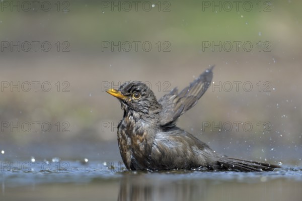 Common Blackbird (Turdus merula) female bathing, Netherlands