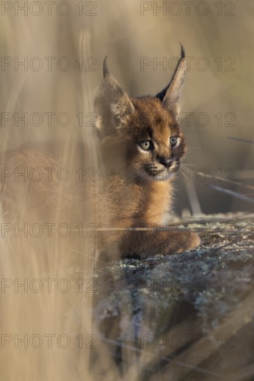 Caracal (Caracal caracal) cub lying in shadow, Castile-La Mancha, Spain