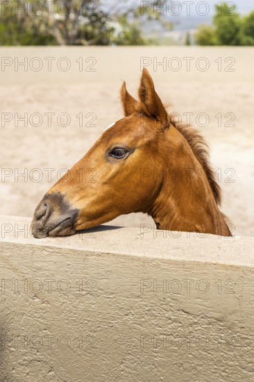 A brown foal peeks over a sunlit stable wall, its curious eyes gazing into the distance. The serene atmosphere showcases the gentle nature of the young horse in its enclosure
